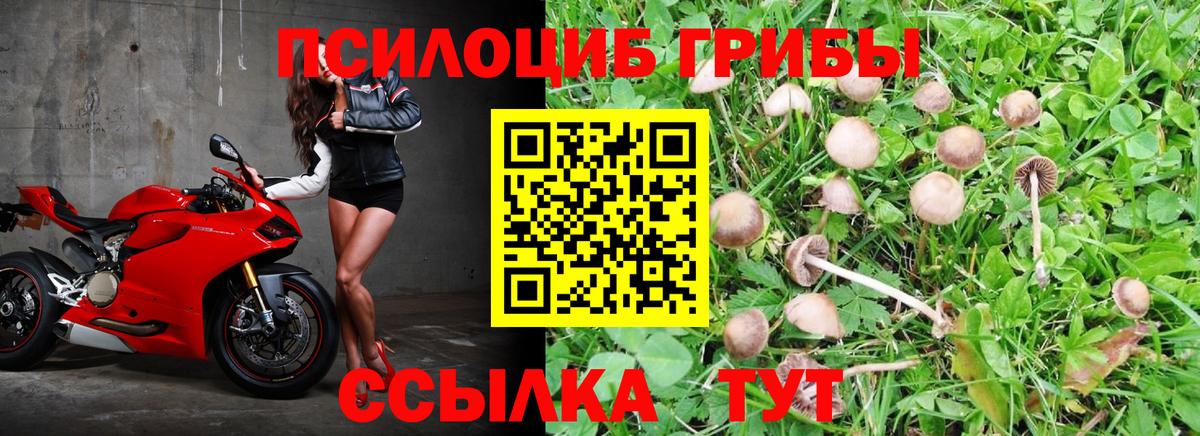 Ялуторовск  дарнет шоп  Вход с VPN  Псилоцибиновые грибы Psilocybine cubensis 